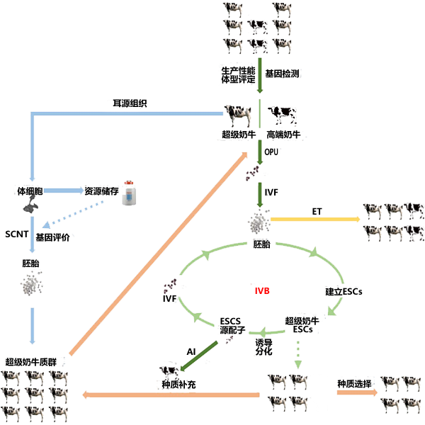 技术线路